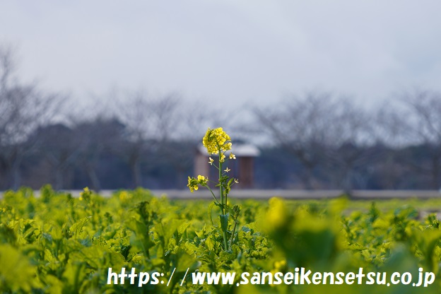 ときわ公園 菜の花 三成建設株式会社 山口県宇部市の設立５０年を超えるプラント設備の設計 制作 メンテナンスを行う企業